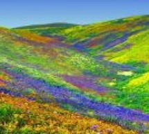 Valley of Flowers Valley of Flowers